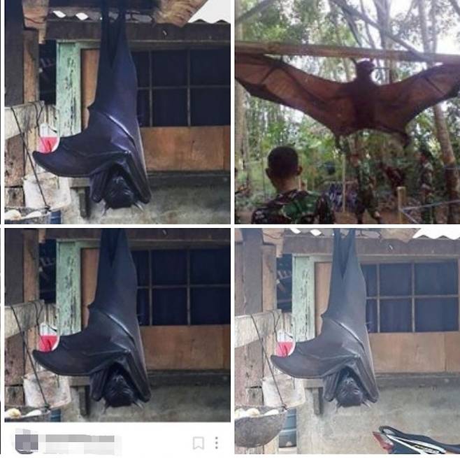 황금볏과일박쥐. /사진=인스타그램 캡처