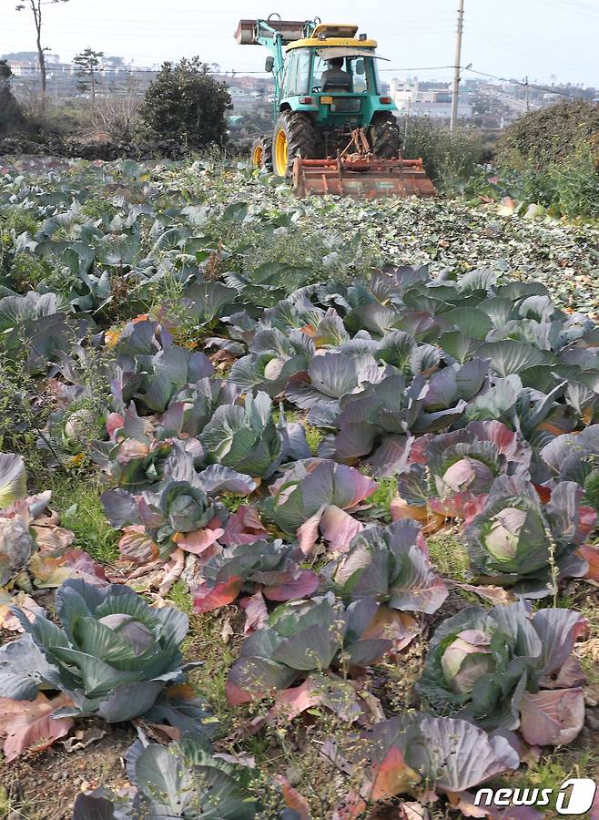 제주 양배추 산지폐기.2019.1.22/뉴스1 © News1 이석형 기자