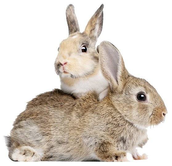 토끼는 예민하고 겁이 많으나 화장실을 가리고 스스로 몸단장을 하는 깨끗한 동물이다. [중앙포토]