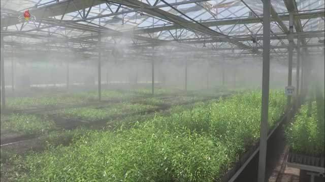 현대화된 양묘장 시설