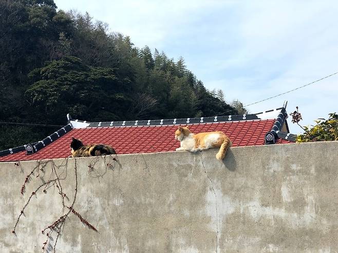 담벼락 위에서 햇볕을 쬐고 있는 쑥섬 고양이들. 사진 동물구조119 제공