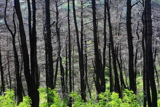 2017년 5월 6일 대형 산불이 발생한 강원 강릉시 성산면의 한 야산의 1년 뒤 모습. 산불이 나흘 동안 계속되면서 울창했던 소나무 숲 252㏊가 숯덩이로 변했다. [연합뉴스]