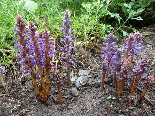 초종용. 주로 사철쑥의 뿌리에 기생하는 열당과 식물로 바닷가의 햇볕이 잘 들고 건조한 모래땅에서 자란다. 제주도를 비롯해 울릉도 등에서 찾아볼 수 있다. 국립생물자원관 제공