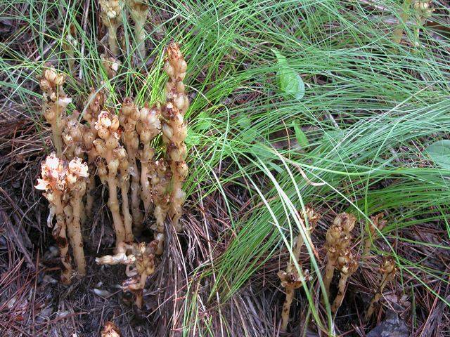 구상난풀. 한라산 구상나무 군락에서 처음 발견됐다고 해 붙은 이름이지만 구상나무가 없더라도 침엽수림이 우거지고 부식토가 있는 습한 곳에서 잘 자란다. 제주도 외에도 경기, 충북, 경남 등에서도 발견된다. 엽록소가 없어 광합성을 하지 못해 죽은 동식물의 고사체, 배설물 등을 영양분으로 먹고 사는 부생식물이다. 국립생물자원관 제공