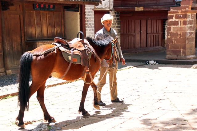 중국 윈난 사등촌에서 만난 말과 말몰이꾼. 등에 차를 가득 올리고 차마고도를 넘던 말들이 지금은 관광객을 태운다.