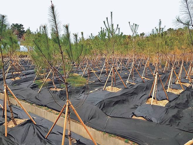 충북 보은군 장안면의 한 야산에 조성된 양묘장에서 보은군이 기르고 있는 정이품송 후계목이 자라고 있다. 최종권 기자