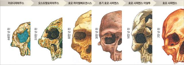 리노벨라 칼슘 파우더 유사과학과 진짜 과학의 호기심~ 7