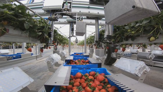 딸기 자동 수확 기계 [AGROBOT]