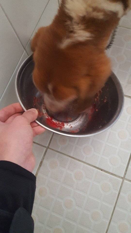 지난해 11월 농림축산검역본부 인천공항센터로 돌아온 검역탐지견 메이가 허겁지겁 사료를 먹던 중 코피를 뿜고 있다. [비글구조네트워크 제공]