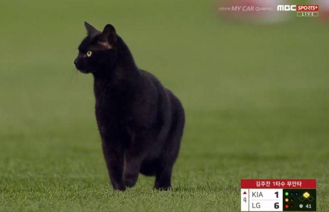 [네이버 영상 캡처]