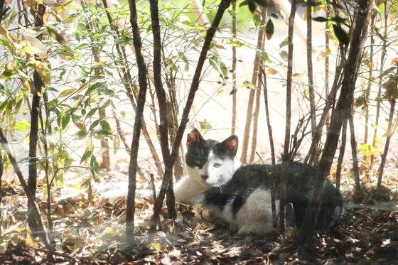 고양이. [연합뉴스]