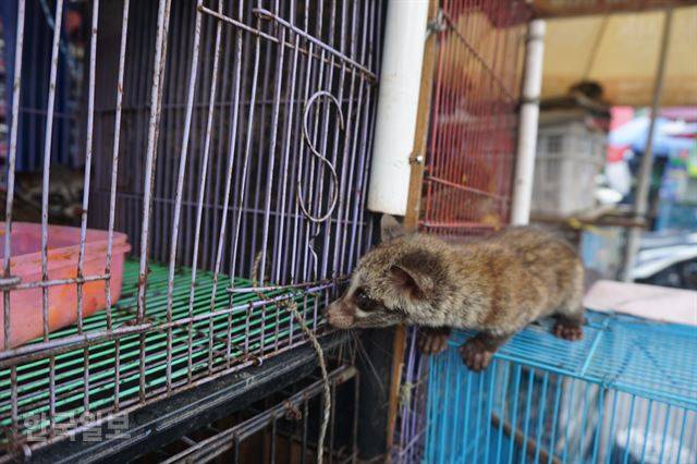 자카르타 자티네가라 동물 시장에서 지난달 22일 만난 사향고양이는 밖으로 꺼내 놓았는데도 자꾸 철창 안으로 들어가려고 했다. 자카르타=고찬유 특파원