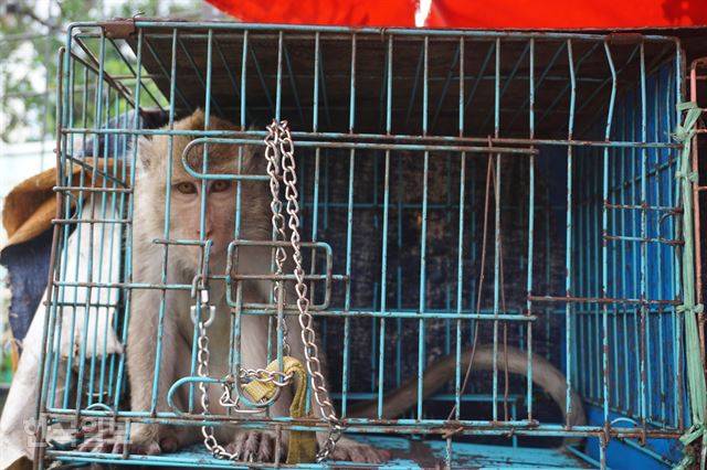자카르타 도심 자티네가라 지역 동물 시장에서 만난 원숭이는 제대로 일어설 수도 없는 쇠창살 안에 갇힌 것도 모자라 목줄까지 차고 있었다. 자카르타=고찬유 특파원