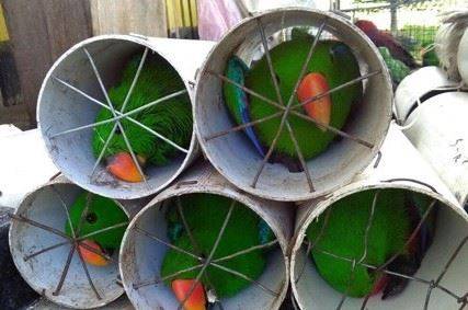 그림14 플라스틱 하수관에 처박힌 채로 불법 반출되다 적발된 앵무새들. 인터넷 캡처