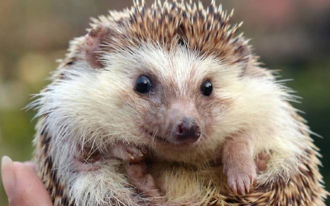 고슴도치는 천적을 만나면 몸을 둥글게 말아 자신의 몸을 보호하는 행동을 한다. 게티이미지뱅크