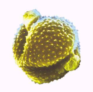 쑥 꽃가루. <한겨레> 자료사진