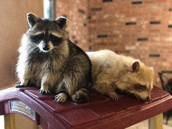 서울 마포구 한 동물체험카페의 라쿤. 카페내 별도의 공간에 전시돼 있다. 천권필 기자.
