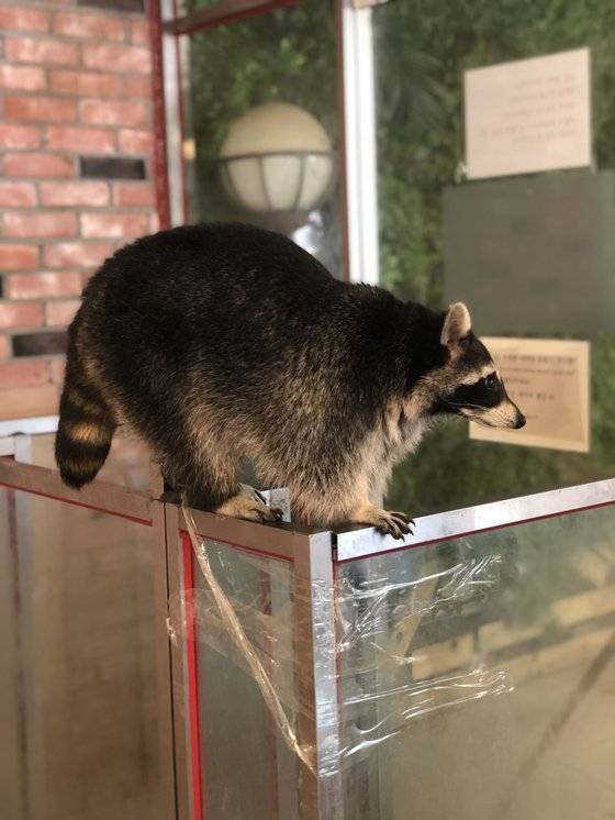 서울 마포구의 한 동물체험카페에 전시된 라쿤이 차단문 위에 올라가 있다. 천권필 기자.