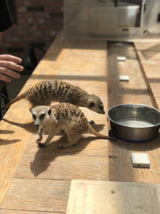 서울 마포구의 한 동물체험카페에 전시된 미어캣. 천권필 기자.