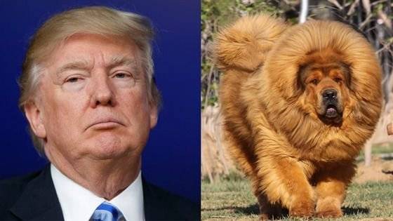 백재권 관상가는 ’개띠인 트럼프 미국 대통령이 ‘개관상’에 ‘황금개띠해’를 맞았다“고 했다. [사진 백재권]