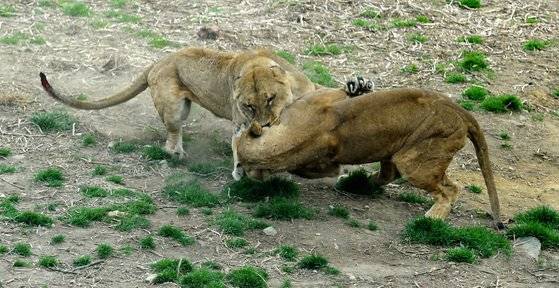 경기도 과천 서울대공원에서 암사자 두마리가 사육사가 던져준 먹이를 차지하기 위해 싸우고 있다. [사진공동취재단]