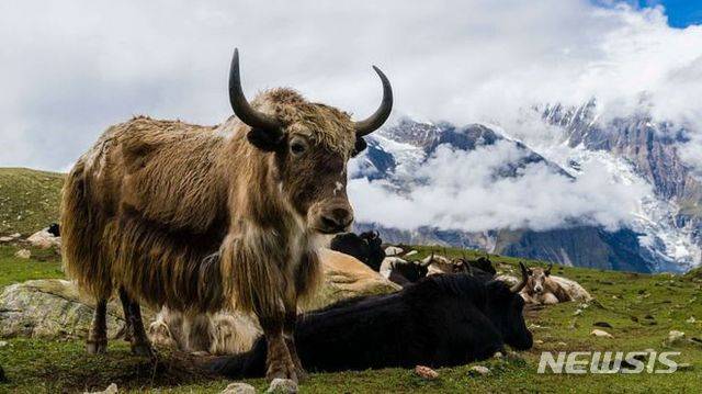 인도 설산 야크 <BBC 캡쳐>