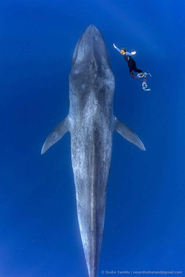 현존 최대 크기의 동물인 ‘대왕고래’가 카메라에 포착됐다/사진=스튜디오 얌모