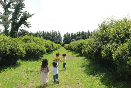 6월 제주도 가볼만한 곳 ‘2019 봄 시즌글라스 녹차 페스티벌 제주 청초밭’이 열린다. (출처=시즌글라스코리아)
