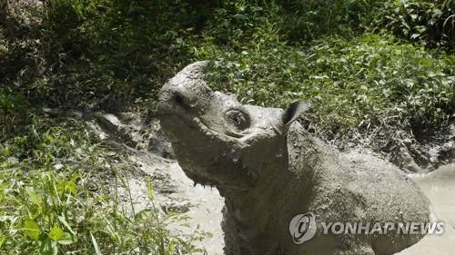 2019년 5월 27일 말레이시아 사바주 야생당국이 폐사 사실을 알린 말레이시아의 마지막 수컷 수마트라 코뿔소 '탐'(Tom). [로이터=연합뉴스]