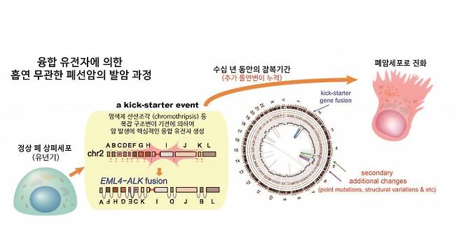 연구팀은 흡연과 무관한 폐암에서 융합유전자에 의해 폐암이 발생하는 원리를 밝혀냈다. 한국연구재단 제공