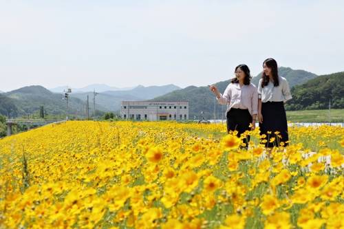 여심 유혹하는 금계국 (영동=연합뉴스) 영동군 양산면 봉곡리의 금강 둔치에 노란빛의 금계국이 활짝 폈다. 2019.5.31 [영동군 제공, 재판매 및 DB 금지]