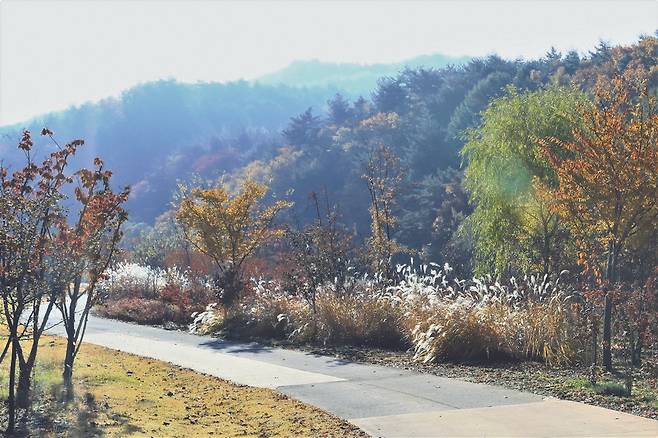 억새군락이 휘날리며 가을을 더욱 스산하게 만든다.