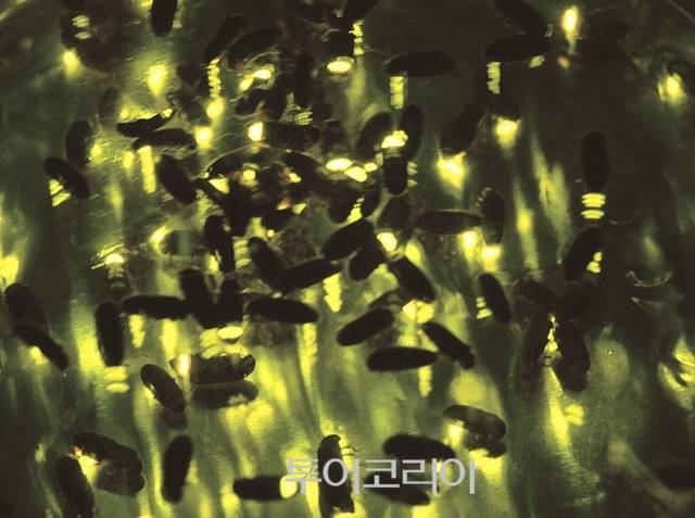 ▲ 반딧불이 / 사진 -무주군