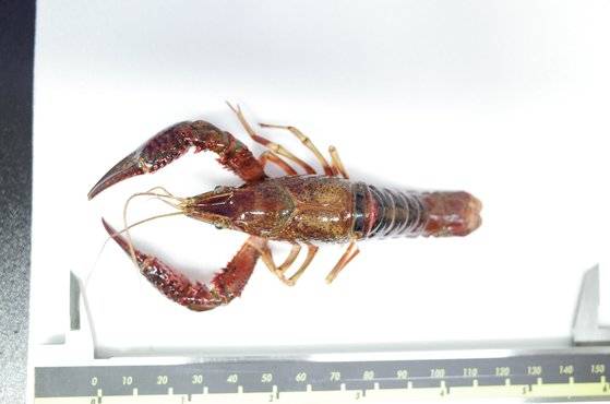 미국가재(등쪽)[사진 국립생태원]