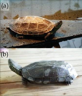 국내 남생이 사육농장에서 발생한 남생이와 중국줄무늬목거북 사이의 교잡으로 태어난 잡종개체(윗 사진). 아래는 멸종위기종인 남생이. [사진 국립생태원]