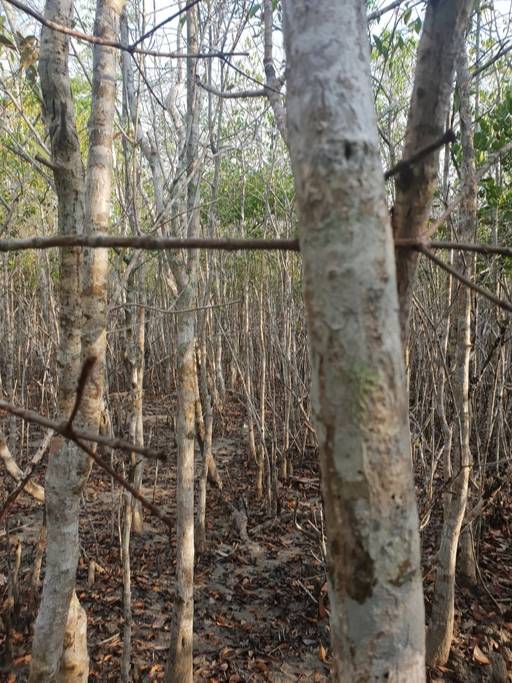 세계에서 가장 큰 맹그로브숲, 순다르반. 열대와 아열대에서 발달하며 뿌리가 땅 밖으로 드러나 있다.
