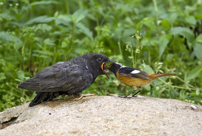 수컷 딱새가 자신 보다 몸집이 훨씬 큰 어린 뻐꾸기에게 먹이를 먹이고 있다. 대리모인 딱새의 둥지에서 먼저 부화하는 뻐꾸기는 둥지 안의 딱새 알을 자신의 몸으로 밀어내 제거한 뒤 둥지를 독차지하며 자란다. 둥지를 벗어난 어린 뻐꾸기는 독립해서도 한동안 대리모의 보살핌을 받는다. 탁란은 뻐꾸기를 비롯한 두견이과의 독특한 종족번식 방식이며 이들은 자신이 직접 자식을 키우지 않고 딱새, 뱁새, 개개비, 휘파람새 등 자신보다 몸집이 훨씬 작은 새의 둥지에 침입해 알을 낳는다. [중앙포토]