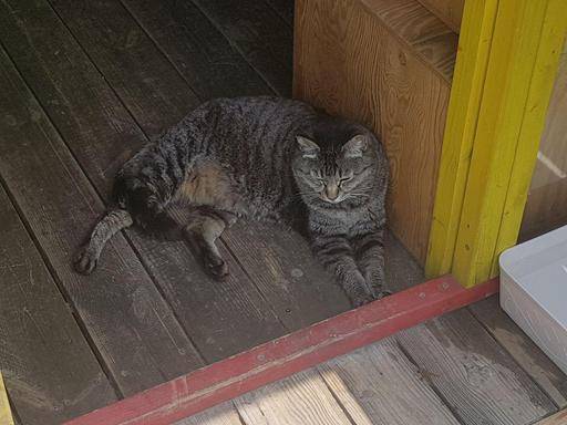 지난 5일 서울 강동구에 마련된&nbsp;길고양이 보호센터 ‘어울쉼터’에 사는 길고양이들.