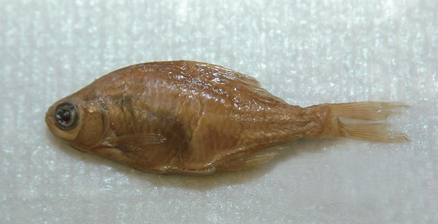 1913년 일제강점기 수원 서호에서 기록된 후 멸종한 서호납줄갱이(Rhodeus hondae). 국립생물자원관 제공