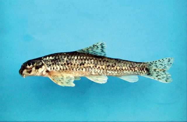 1973년 미국 어류학자 스프링거의 이름을 붙인 왜매치(Abbottina springeri). 국립생물자원관 제공