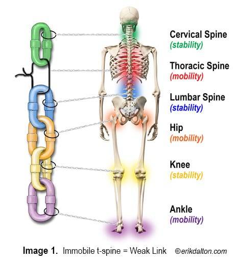 사진1 키네틱체인. 자료출처=sportschiropracticinstitute.com