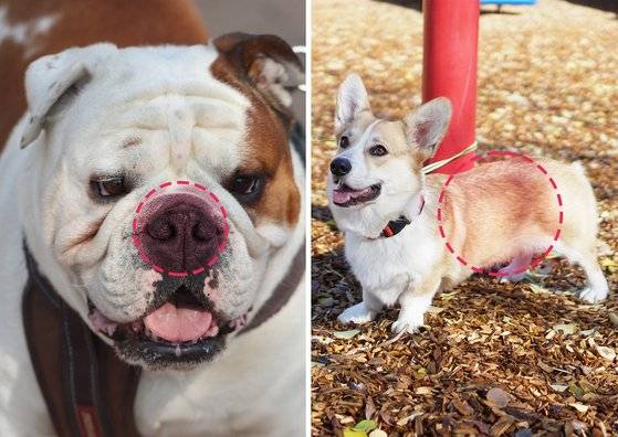 불도그(왼쪽)는 코골이가 심하고 호흡기에 문제가 많다. 주둥이가 너무 짧고 코가 위로 벌어진 탓이다. 식빵처럼 빵실한 엉덩이로 귀여움을 받는 웰시코기(오른쪽)도 관리가 필요하다. 다리가 짧고 허리가 길어 허리디스크 발병률이 높기 때문이다. [사진 pixabay, unsplash]