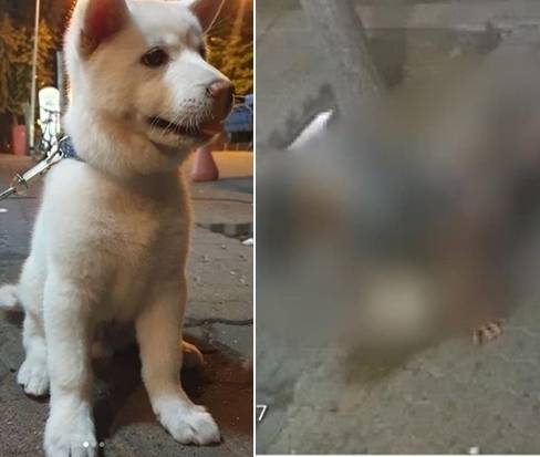 시민단체 동물학대방지연합이 사회관계망서비스(SNS)에 지난달 19일 경기 이천시 소재 한 식당 앞에서 일어난 수간 당시 사진(오른쪽). 인스타그램 캡처