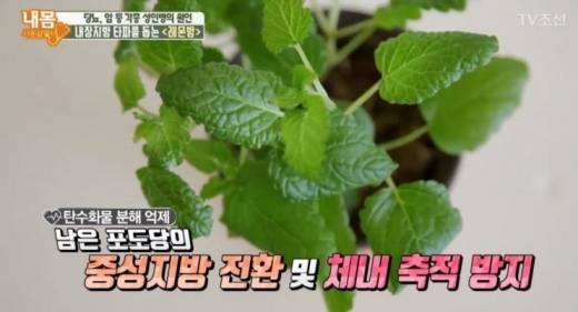 레몬밤. /사진=TV조선 내몸 사용설명서 방송 화면 캡처