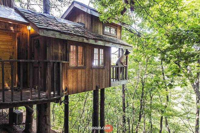 나무 위에 지은 트리 하우스는 ‘숲캉스(숲에서 보내는 바캉스)’를 즐기기에 최적 공간이다. 사진은 트리 하우스 숙박 체험을 할 수 있는 경기도 평택 ‘트리하우스’의 ‘톰 소여의 트리 하우스’. /이신영 영상미디어 기자