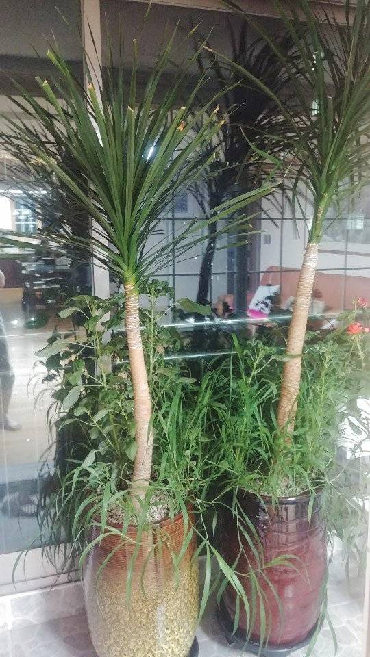 기도를 하고 화초를 가꾸는 것도 어머니를 행복하게 한다. 어머니는 잡초마저도 사랑스럽게 바라보신다. 맛있는 음식, 진정으로 드리는 기도, 푸릇한 화초 모두 어머니를 즐겁게 하지만 그보다 더 행복을 주는 존재는 '가족'이다. [사진 이한세]