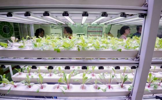 제6회 대구도시농업박람회가 열린 6일 오후 대구 수성구 노변동 대구농업마이스터고등학교 LED 식물공장 홍보관을 찾은 시민들이 채소를 살펴보고 있다./사진=뉴시스