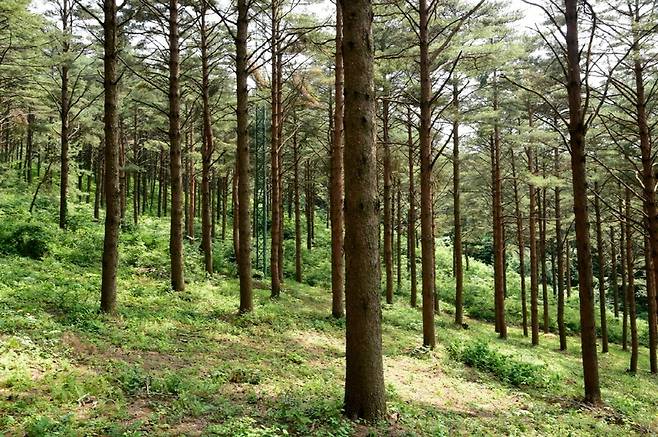 경남 함양군 함양읍 죽림리 삼봉산 금강소나무 숲. 산림청 제공