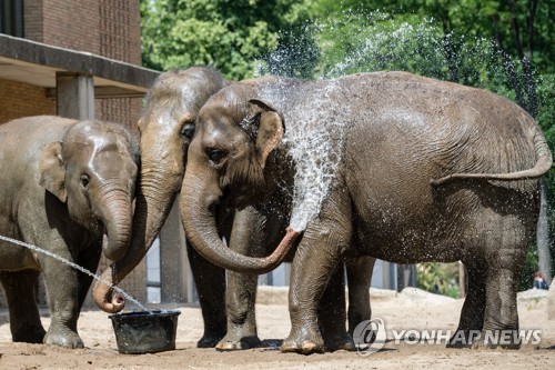 베를린 동물원 코끼리의 여름나기 [EPA=연합뉴스]