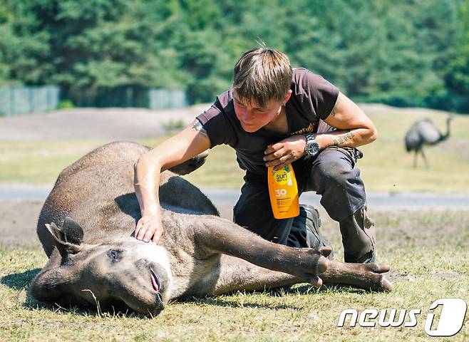 독일 하노버의 동물원 사육사가 누워있는 남미 타피르 뱀부(South American tapir Bambou)의 몸에 선크림을 발라주고 있다. © AFP=뉴스1